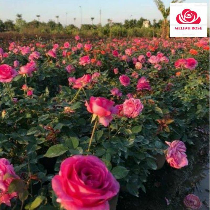 Hoa Hồng Lafont rose[CỰC HÓT🔥] Hương Thơm Cổ Điển,Cây Hoa Hồng Lafont