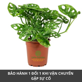 [ Quà Tặng Kèm ] cây trầu bà lá mưa