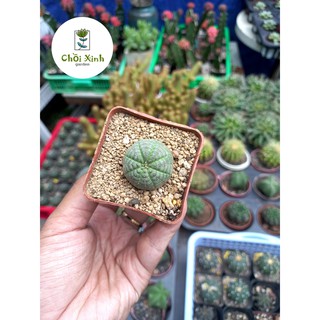 Xương rồng Obesa