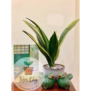Combo Cây lưỡi hổ Thái/ lưỡi hổ lùn size to, size vừa + Chậu gốm + sỏi trang trí