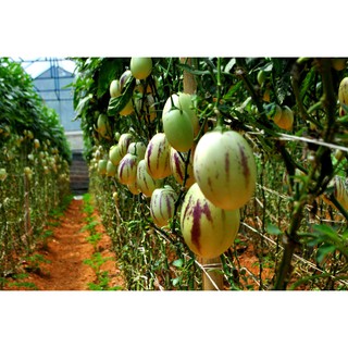 Gói 5 hạt giống dưa Pepino F1