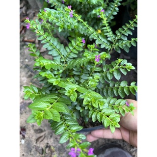Cây cẩm tú - cẩm tú mai