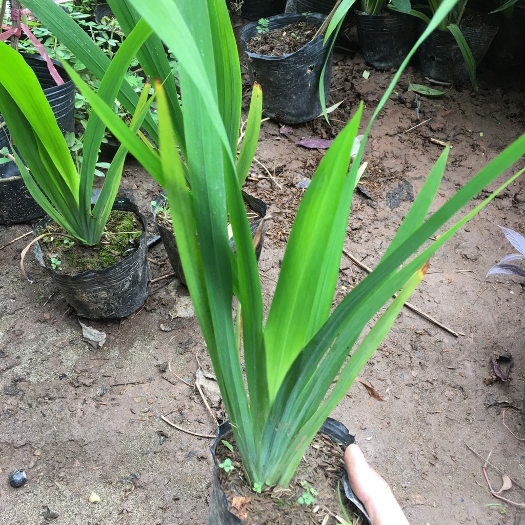 Cây Hoa Diên Vĩ , Hoa Iris