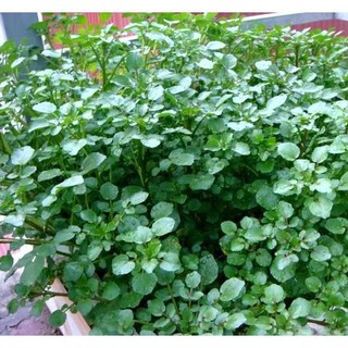 400 hạt giống rau cải xoong ( xà lách xoong)