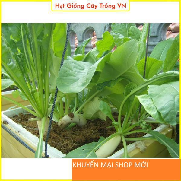 Hạt giống Củ Cải Trắng Dễ Trồng, Năng Suất Cao khuyến mại shop mới