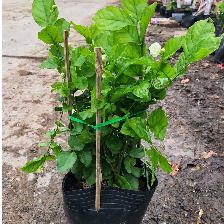 Cây hoa nhài ta - cây lài ta cao 25cm, cây hoa nở quanh năm, cây hoa cảnh trang trí sân vườn, ban công decor quán cafe