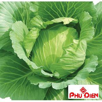 200 hạt giống bắp cải xanh F1  PHÚ ĐIỀN