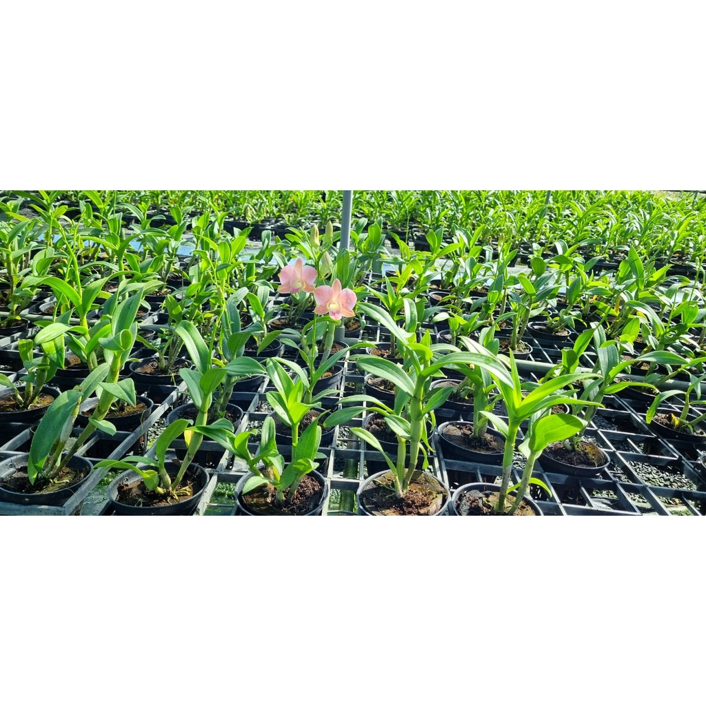 HOA LAN DENRO MÔI SON