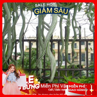 Hạt Giống Mướp Rắn - 3 Hạt ( Hàng Loại 1 ) ( Hàng Loại 1 )