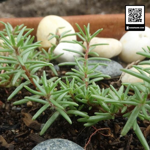 Hạt giống hoa mười giờ mix nhiều màu