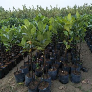 Cây mít thái choai ( cây nhỡ)