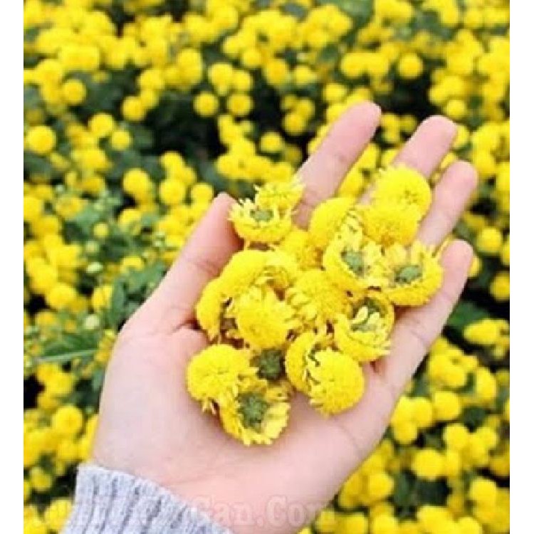 Hạt Giống Trà Hoa Cúc Phú Nông