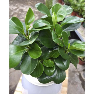 Cây Trường Sinh để bàn