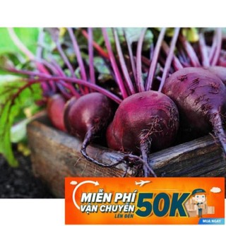 2g hạt giống củ dền đỏ luckyseadtg