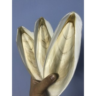 Nang Mực làm  thức ăn cho chim Yến Phụng,Vẹt, Bồ Câu,Chim cảnh