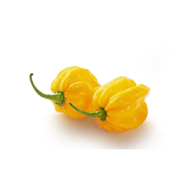 [HG Mỹ] Hạt giống Ớt Habanero Vàng Nhập khẩu Mỹ - 20 hạt - Nảy mầm 95%