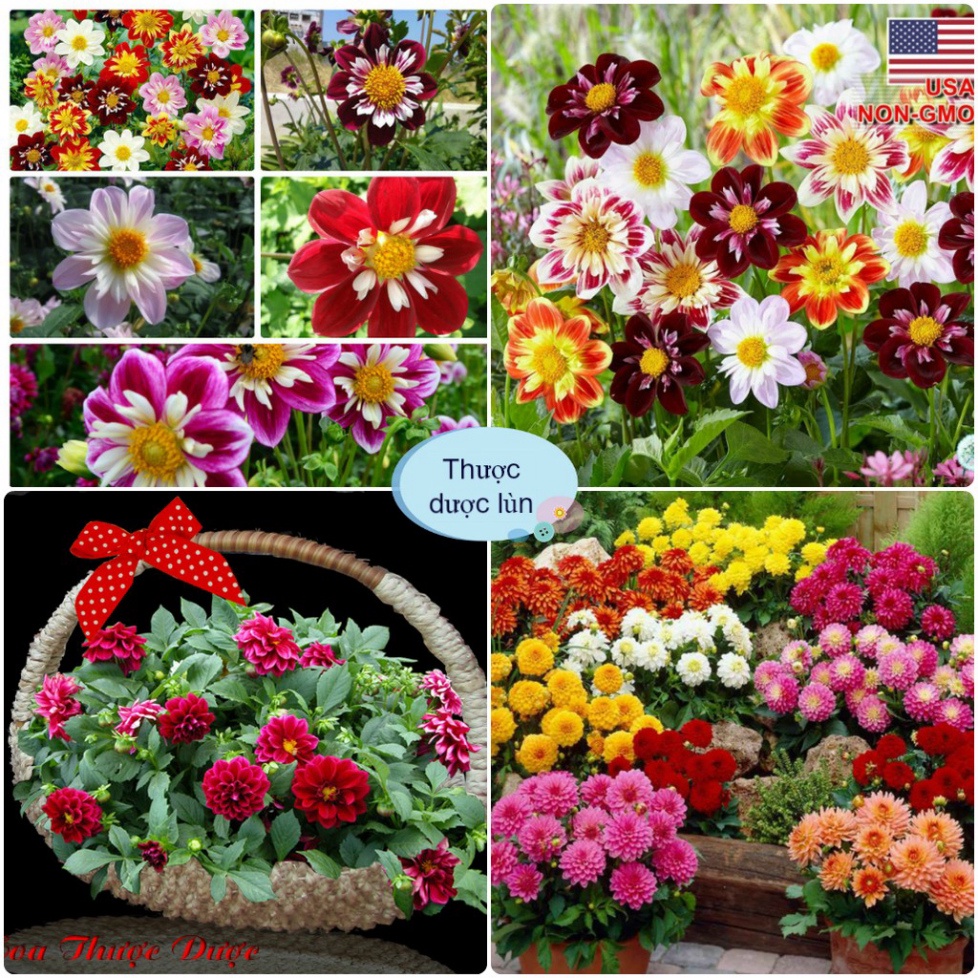 [Gói 100 Hạt] Hạt Giống Hoa Thược Dược Lùn Mix Đủ Màu (tặng kèm phân) T0003