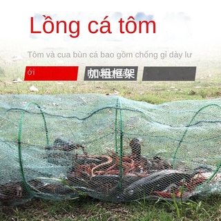 Lưới tôm hùm, lưới tôm hùm, lưới tôm hùm