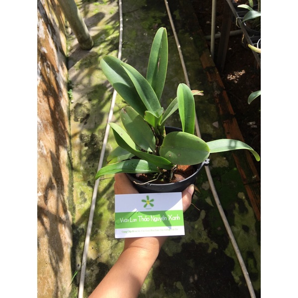 Hoa Lan Cattleya Cây trưởng thành - mặt hoa như hình