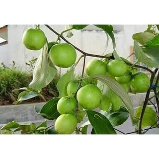 Giống Cây Táo Đại thái lan ( cây ghép siêu trái )