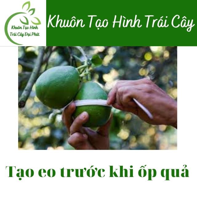 Hồ Lô 1 Bầu Loại Cứng - Khuôn Tạo Hình Trái Cây cho Bưởi Loại Bền, Đẹp, Dùng Nhiều Vụ