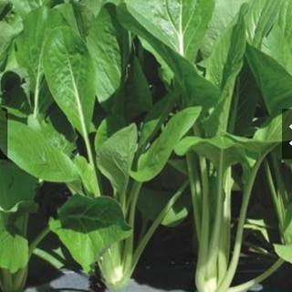 HẠT GIỐNG CẢI NGỌT 20GR