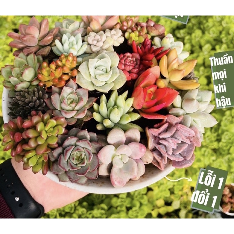 12 cây sen đá size mini ngẫu nhiên