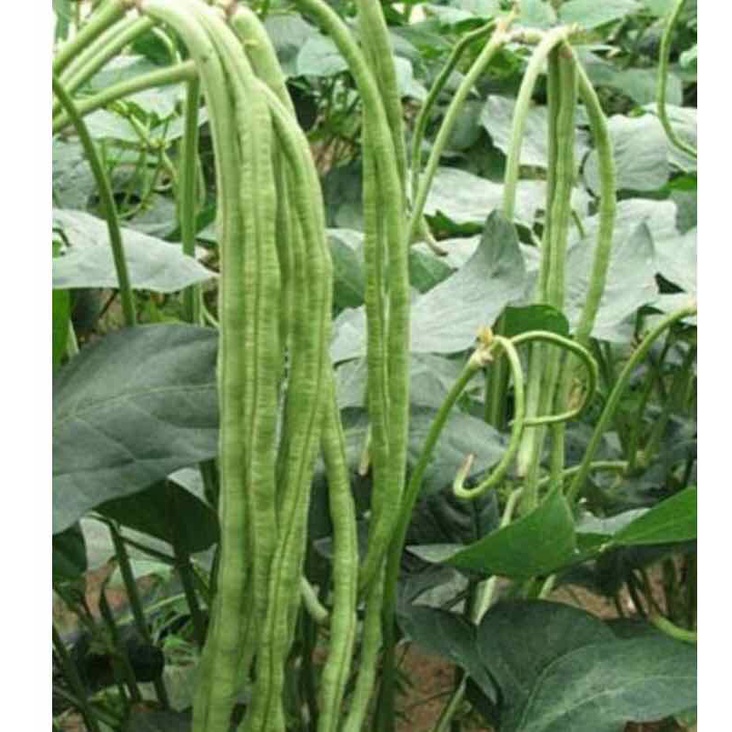 20 gram Hạt Giống Đậu Đũa Hạt Đen 494AQ - Móng Chim