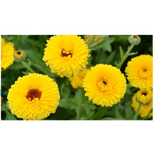 Hạt hoa cúc susi màu vàng chanh - gói 1 gram