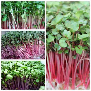 Hạt giống rau mầm củ cải đỏ giá rẻ
