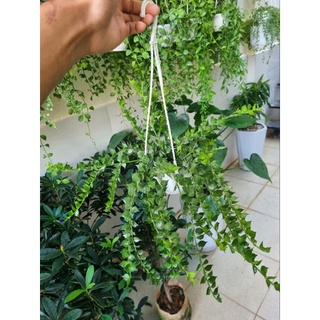 Chậu Cây lan tim (chậu treo)