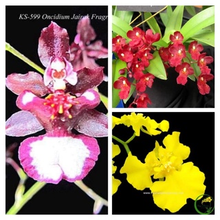 Vũ nữ giống các loại chọn chuẩn màu