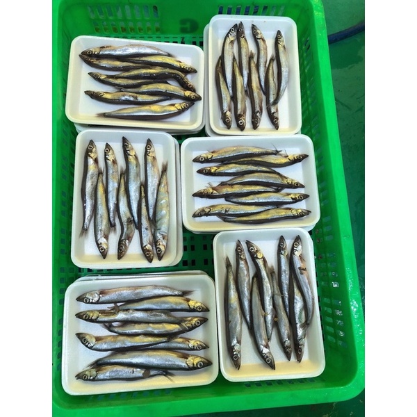 Cá trứng vỉ 8 con