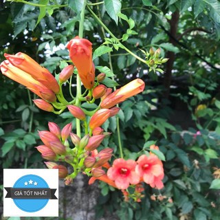 Hạt giống Hoa đăng tiêu hoa leo đẹp chống nắng hè tuyệt đẹp 10 hạt