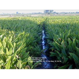 Tinh Bột Nghệ Bảo Lộc