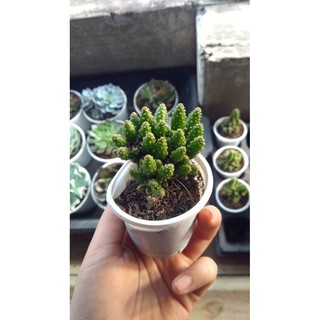 Xương rồng núi - dạng bụi