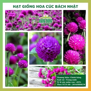 Hạt giống hoa cúc bách nhật nhiều màu đẹp dễ trồng, chăm sóc tỉ lệ nảy mầm cao 0.1gr RADO 0851