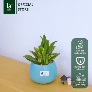 Cây Lưỡi Hổ Thái