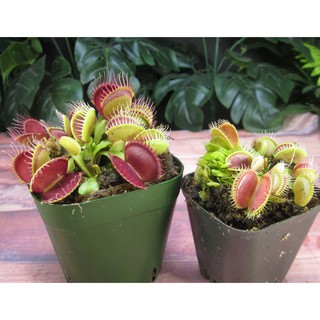 Cây bẫy kẹp , cây bắt ruồi