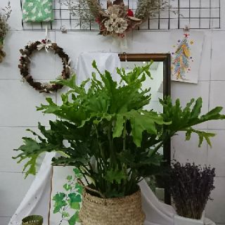 Giỏ cói trồng cây