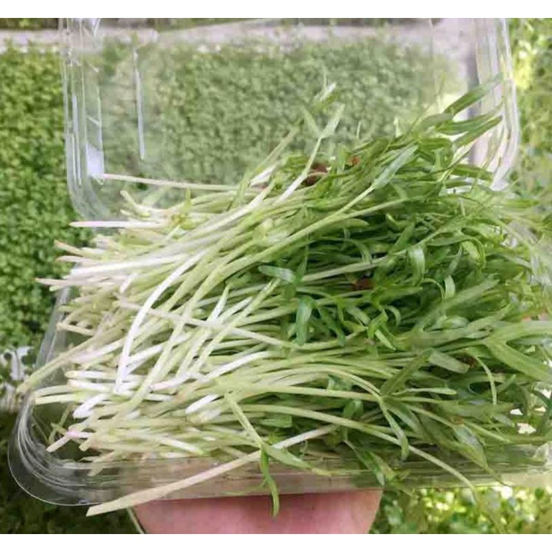 Gói 50g Hạt Giống Rau Mầm Muống