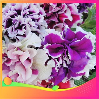 Hạt giống dạ yến thảo mix - 15 hạt vietgar