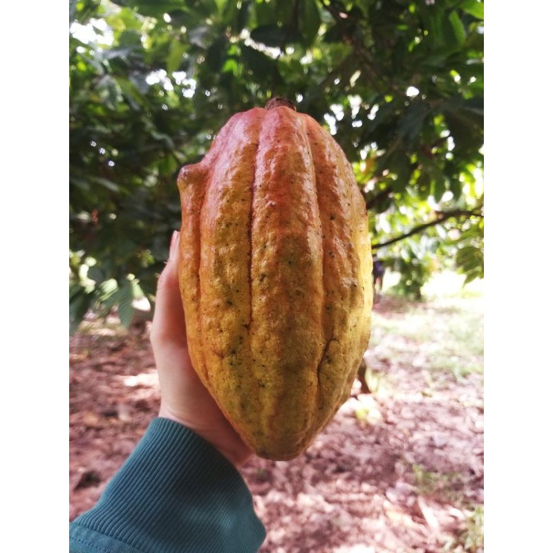Cacao tươi (1kg khoảng 2-3 trái) - Cocoa pod