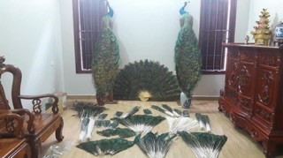 mắt lông công trang trí loại 1