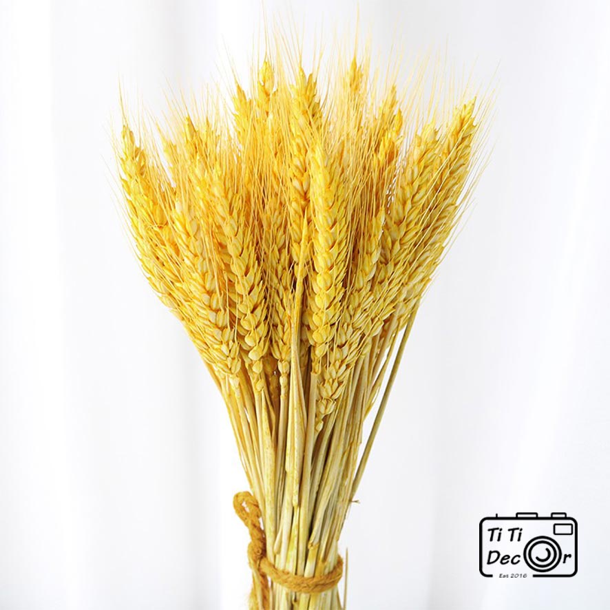 Bó Hoa Bông Lúa Mạch Khô TiTi Decor, Hoa Lá Khô Trang Trí