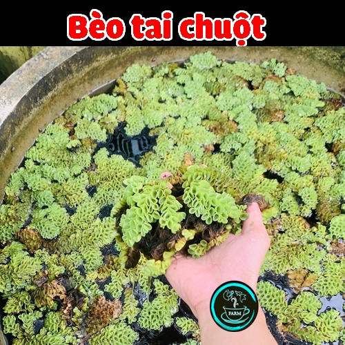 Bèo Tai Chuột ☘️ Thủy Sinh ☘️ Dễ Thương