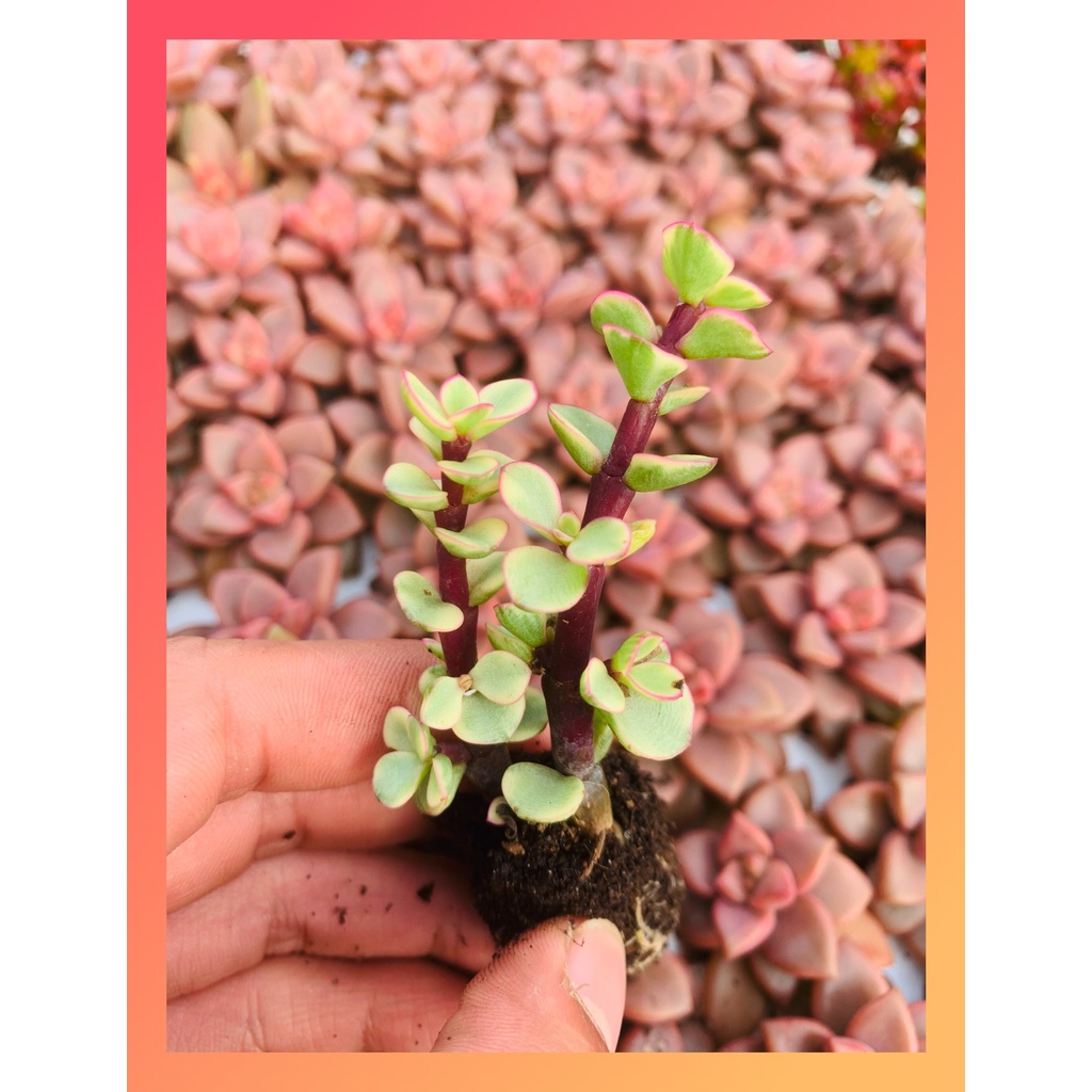 Sen đá đô la Đà Lạt size mini cây cảnh trang trí nhà cửa Lolita garden