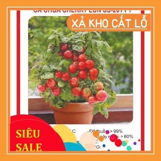 Hạt Giống Cà Chua Lùn Đỏ 30 Hạt