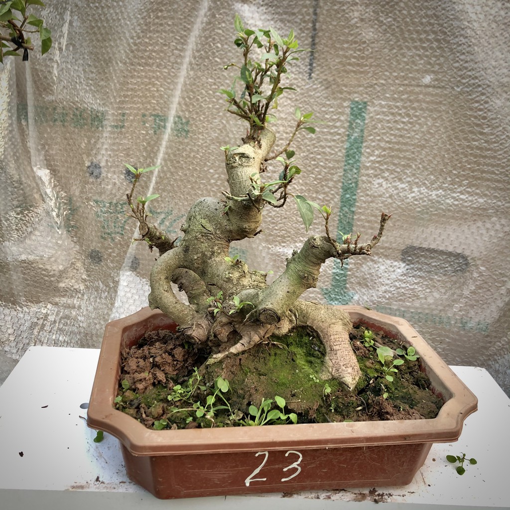Cây sung bonsai ảnh thật đánh số 13-25