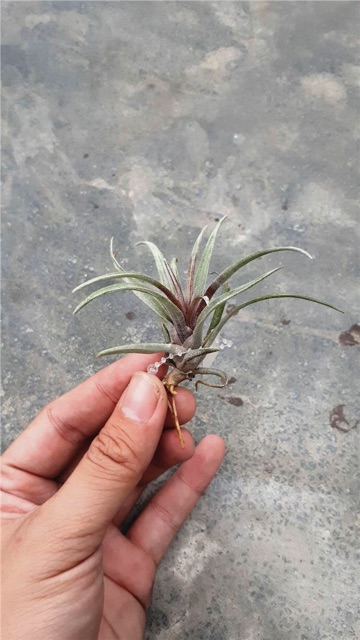 Cây không khí Tillandsia capitata var domingensis(lá đỏ)